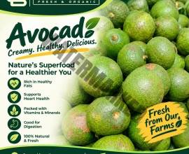 AVOCADO