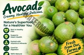 AVOCADO