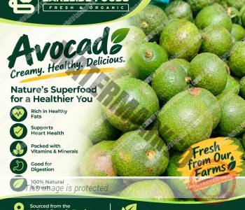 AVOCADO