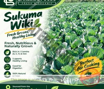 SUKUMA WIKI (KALE)