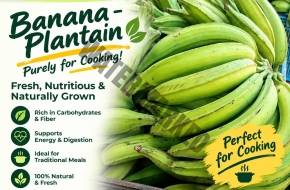 BANANA –  PLANTAIN