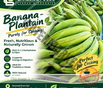 BANANA –  PLANTAIN
