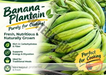 BANANA – PLANTAIN