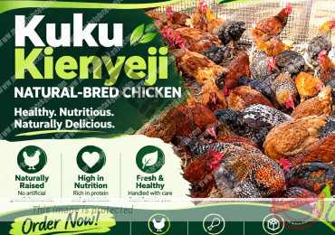 KUKU KIENYEJI